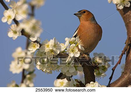 Stock Image - Close-up of Chaffinch (Fringilla Coelebs) perching on branch . Fotosearch