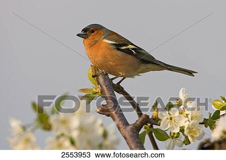 Close-up of Chaffinch (Fringilla Coelebs) perching on branch View Large Photo Image Stock Image - Close-up of Chaffinch (Fringilla Coelebs) perching on branch . Fotosearch