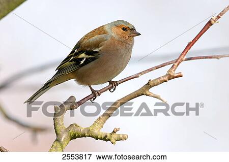 Close-up of Chaffinch (Fringilla coelebs) perching on stem View Large Photo Image Stock Photo - Close-up of Chaffinch (Fringilla coelebs) perching on stem . Fotosearch