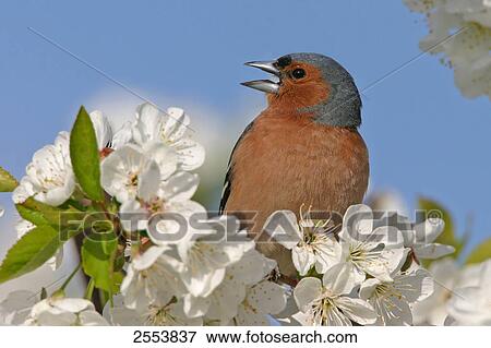 Close-up of Chaffinch (Fringilla Coelebs) perching on branch View Large Photo Image Stock Photo - Close-up of Chaffinch (Fringilla Coelebs) perching on branch . Fotosearch
