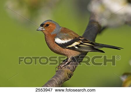 Close-up of Chaffinch (Fringilla Coelebs) perching on branch View Large Photo Image Stock Photo - Close-up of Chaffinch (Fringilla Coelebs) perching on branch . Fotosearch