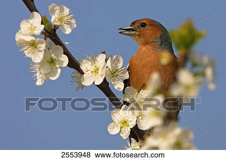 Stock Photo - Close-up of Chaffinch (Fringilla Coelebs) perching on branch . Fotosearch