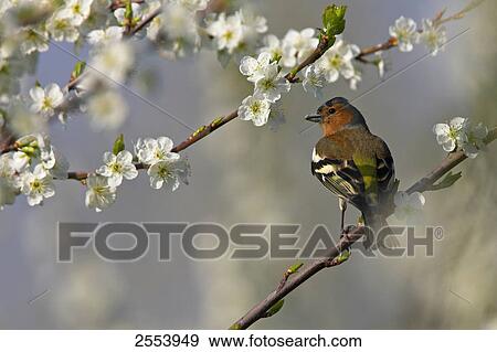 Close-up of Chaffinch (Fringilla Coelebs) perching on branch View Large Photo Image Stock Photo - Close-up of Chaffinch (Fringilla Coelebs) perching on branch . Fotosearch