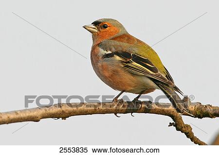 Stock Photography - Close-up of Chaffinch (Fringilla Coelebs) perching on branch . Fotosearch