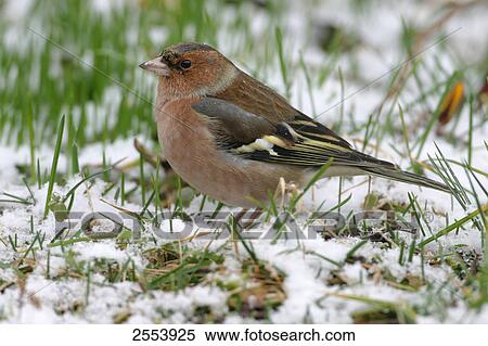 Stock Photography - Close-up of Chaffinch (Fringilla Coelebs) on snow . Fotosearch