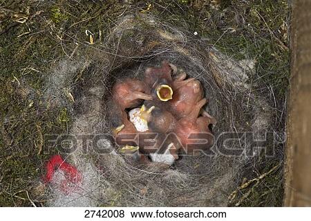 Close-up of chicks of Great Tit (Parus major) in nest, Geesthacht, Schleswig-Holstein, Germany View Large Photo Image Stock Photo - Close-up of chicks of Great Tit (Parus major) in nest, Geesthacht, Schleswig-Holstein, Germany . Fotosearch