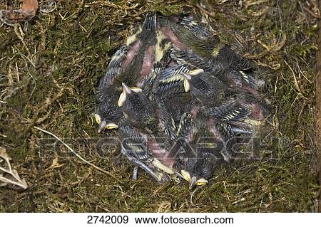 Stock Photo - Close-up of chicks of Great Tit (Parus major) in nest, Geesthacht, Schleswig-Holstein, Germany . Fotosearch