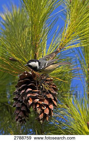 Stock Photo - Close-up of Coal Tit (Periparus ater) perching on pine cone . Fotosearch