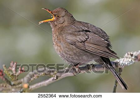 Close-up of Common Blackbird (Turdus merula) perching on branch View Large Photo Image Picture - Close-up of Common Blackbird (Turdus merula) perching on branch . Fotosearch