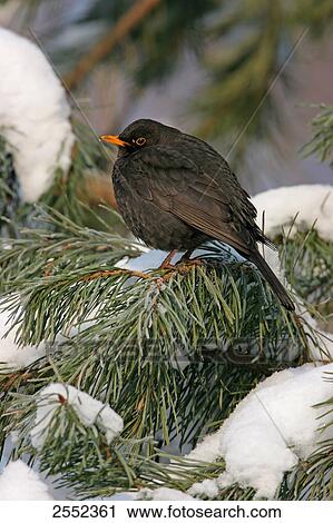 Close-up of Common Blackbird (Turdus merula) perching on branch View Large Photo Image Stock Image - Close-up of Common Blackbird (Turdus merula) perching on branch . Fotosearch