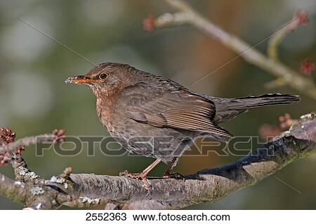 Stock Image - Close-up of Common Blackbird (Turdus merula) perching on branch . Fotosearch