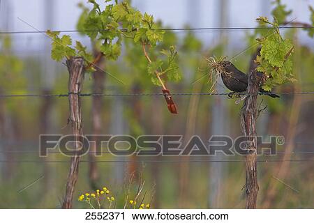 Close-up of Common Blackbird (Turdus merula) perching on metal wire View Large Photo Image Stock Image - Close-up of Common Blackbird (Turdus merula) perching on metal wire . Fotosearch