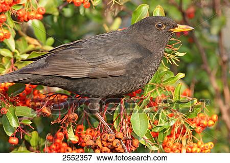 Close-up of Common Blackbird (Turdus merula) perching on branch View Large Photo Image Stock Photo - Close-up of Common Blackbird (Turdus merula) perching on branch . Fotosearch