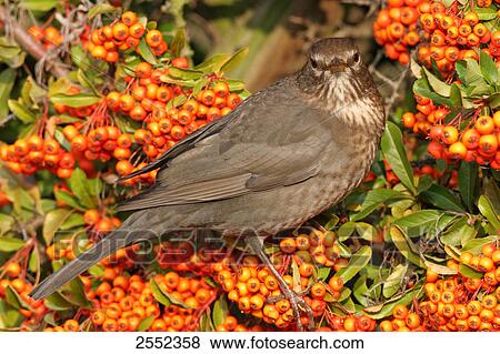 Close-up of Common Blackbird (Turdus merula) perching on branch View Large Photo Image Stock Photo - Close-up of Common Blackbird (Turdus merula) perching on branch . Fotosearch