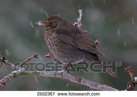 Stock Photo - Close-up of Common Blackbird (Turdus merula) perching on branch . Fotosearch