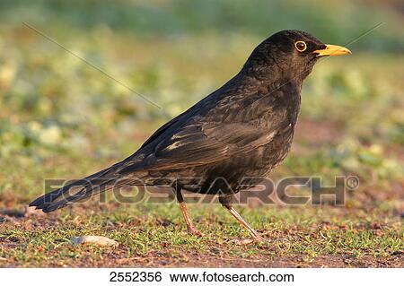 Close-up of Common Blackbird (Turdus merula) in field View Large Photo Image Stock Photograph - Close-up of Common Blackbird (Turdus merula) in field . Fotosearch