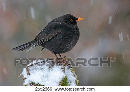 Stock Photograph - Close-up of Common Blackbird (Turdus merula) perching on branch . Fotosearch