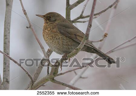 Close-up of Common Blackbird (Turdus merula) perching on branch View Large Photo Image Stock Photography - Close-up of Common Blackbird (Turdus merula) perching on branch . Fotosearch