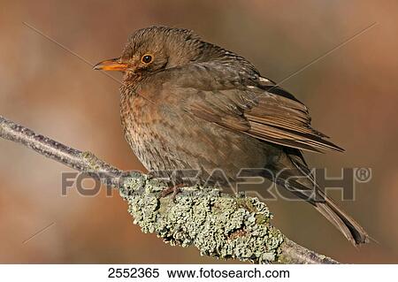 Close-up of Common Blackbird (Turdus merula) perching on branch View Large Photo Image Stock Photography - Close-up of Common Blackbird (Turdus merula) perching on branch . Fotosearch
