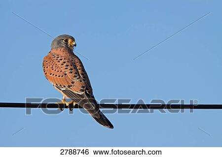Close-up of Common Kestrel (Falco tinnunculus) perching on electric cable View Large Photo Image Stock Photograph - Close-up of Common Kestrel (Falco tinnunculus) perching on electric cable . Fotosearch