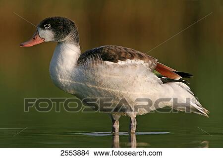 Picture - Close-up of Common Shelduck (Tadorna tadorna) standing in water . Fotosearch