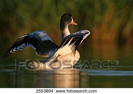 Close-up of Common Shelduck (Tadorna tadorna) spreading its wings in water View Large Photo Image Picture - Close-up of Common Shelduck (Tadorna tadorna) spreading its wings in water . Fotosearch