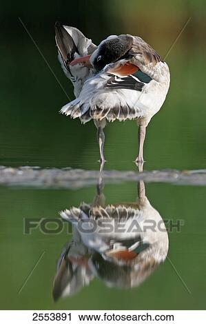Close-up of Common Shelduck (Tadorna tadorna) standing in water and preening View Large Photo Image Stock Image - Close-up of Common Shelduck (Tadorna tadorna) standing in water and preening . Fotosearch