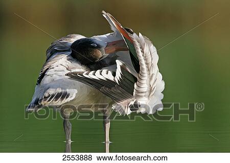 Stock Photo - Close-up of Common Shelduck (Tadorna tadorna) standing in water and preening . Fotosearch