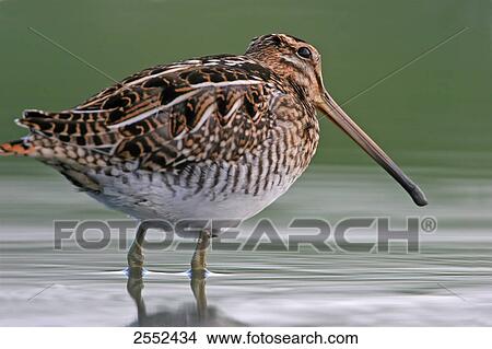Picture - Close-up of Common Snipe (Gallinago gallinago) standing in water . Fotosearch