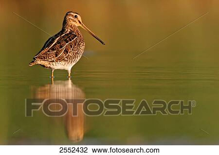 Close-up of Common Snipe (Gallinago gallinago) standing in water View Large Photo Image Stock Image - Close-up of Common Snipe (Gallinago gallinago) standing in water . Fotosearch