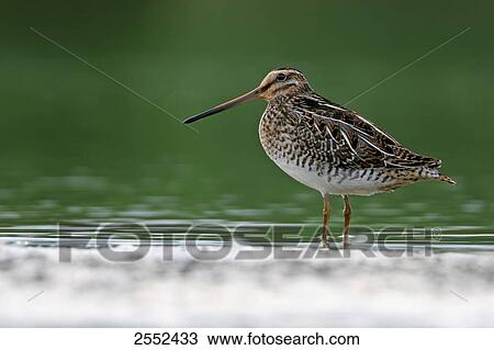 Close-up of Common Snipe (Gallinago gallinago) standing in water View Large Photo Image Stock Image - Close-up of Common Snipe (Gallinago gallinago) standing in water . Fotosearch