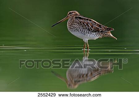 Stock Photo - Close-up of Common Snipe (Gallinago gallinago) standing in water . Fotosearch