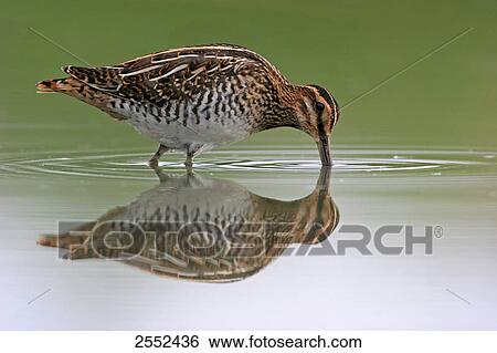Stock Photograph - Close-up of Common Snipe (Gallinago gallinago) foraging in water . Fotosearch