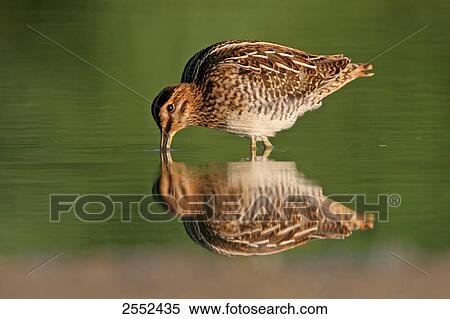 Stock Photography - Close-up of Common Snipe (Gallinago gallinago) foraging in water . Fotosearch