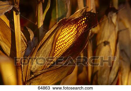 Close-up of corn in a field View Large Photo Image Stock Image - Close-up of corn in a field . Fotosearch