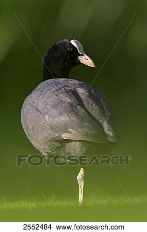 Picture - Close-up of crane in field . Fotosearch