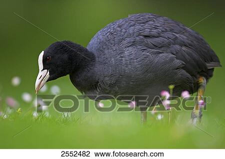 Stock Image - Close-up of crane in field . Fotosearch