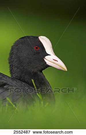 Stock Photo - Close-up of crane in field . Fotosearch