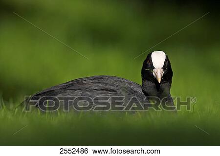 Stock Photograph - Close-up of crane in field . Fotosearch