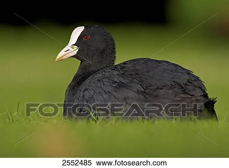 Stock Photography - Close-up of crane in field . Fotosearch