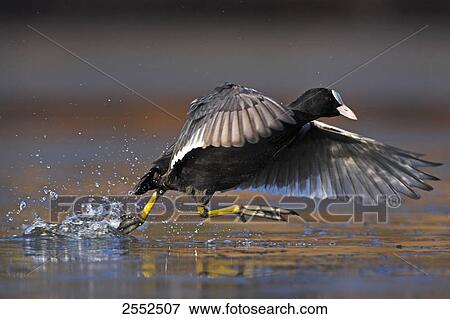 Close-up of crane spreading wings in shallow water View Large Photo Image Stock Photo - Close-up of crane spreading wings in shallow water . Fotosearch