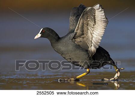 Stock Photography - Close-up of crane spreading wings on beach . Fotosearch