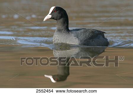 Picture - Close-up of crane swimming in lake . Fotosearch