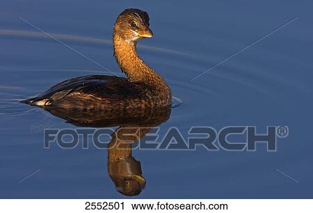 Close-up of crane swimming in lake View Large Photo Image Stock Image - Close-up of crane swimming in lake . Fotosearch