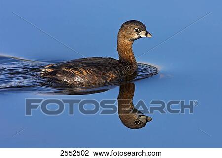 Stock Image - Close-up of crane swimming in lake . Fotosearch