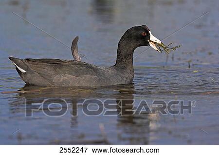 Close-up of crane swimming in lake  View Large Photo Image Stock Photo - Close-up of crane swimming in lake . Fotosearch