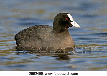 Stock Photography - Close-up of crane swimming in lake . Fotosearch