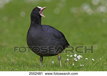 Close-up of crane with open mouth in field View Large Photo Image Stock Image - Close-up of crane with open mouth in field . Fotosearch