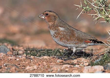 Close-up of Crimson-winged Finch (Rhodopechys sanguinea) on pebbles View Large Photo Image Stock Image - Close-up of Crimson-winged Finch (Rhodopechys sanguinea) on pebbles . Fotosearch