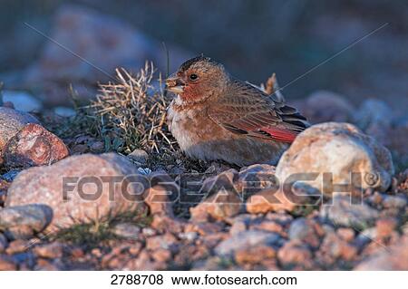 Close-up of Crimson-winged Finch (Rhodopechys sanguinea) on pebbles  View Large Photo Image Stock Photo - Close-up of Crimson-winged Finch (Rhodopechys sanguinea) on pebbles . Fotosearch